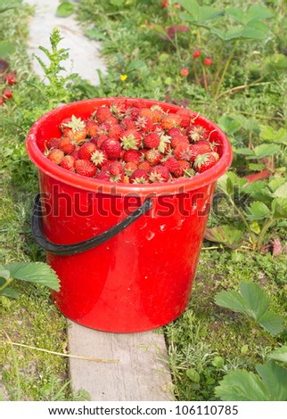 strawberry harvest in a bucket