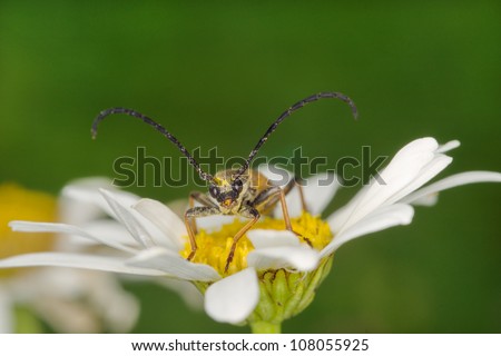Longhorn beetle (Stictoleptura rubra) male en face on a daisy flower