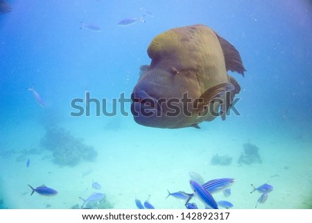 Napoleon fish (Cheilinus undulatus) male
