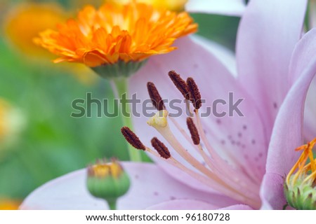 postcard-type picture of flowers (lily and marigold)