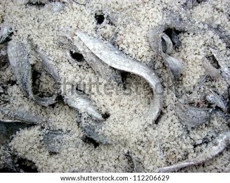 process of making dry fish in salt water and expose to sun  for a couple of days