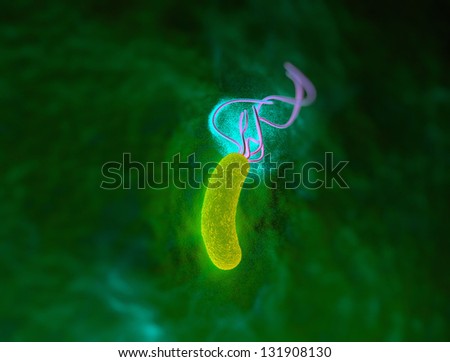 helicobacter pylori bacterium with high details