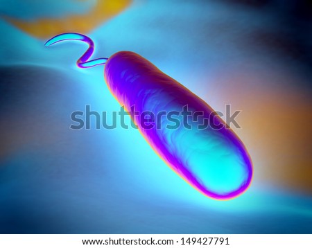 These Gram-negative rod-shaped bacteria have a single polar flagellum.They are the cause of cholera, an infection of the small intestine that is transmitted to humans via contaminated food or water