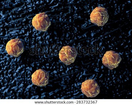Bone marrow, stem cells of human bone marrow stem cells. These cells are known as multipotential stem cells because they form the precursors to every type of blood cell.