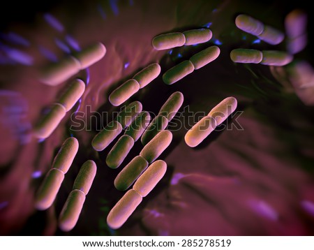 Lactobacillus  bulgaricus bacteria. This bacteria is used in production of yoghurt .The bacteria are also found in vagina of humans  , they serve a protective role against more dangerous bacteria.