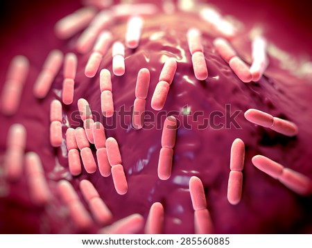 Lactobacillus bacteria. This lactic acid-producing bacteria is used in the production of yoghurt and other fermented products.they serve a protective role against more dangerous bacteria.