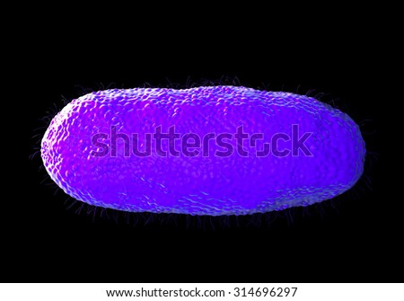 Salmonella typhimurium bacterium, a flagellate, Gram-negative bacillus. S. typhimurium is a major cause of food poisoning (salmonellosis) in humans. Salmonella bacteria are transmitted in food