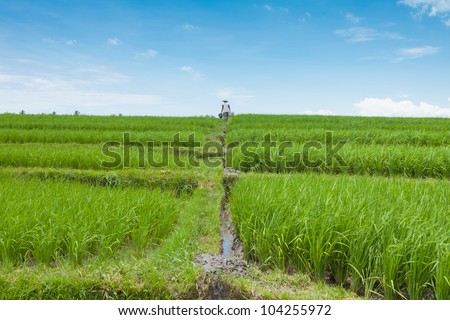 BALI-FEB. 15:Rice farmer using nitrogen fertiliser on his field on February 15, 2012 in Bali, Indonesia. The UN says world rice harvest for 2012 should top 2011 crop, thanks to gains in Asia.