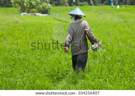 BALI-FEB. 15: Female farmer working in paddy field on February 15, 2012 in Bali, Indonesia. In Indonesia, women provide up to half the total labour input in rice production.