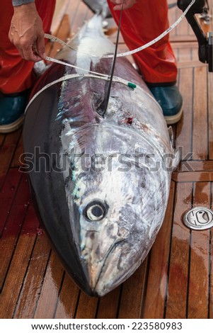 Measuring blulefin tuna on mediterranean big game fishing boat.
