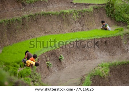 BALI - JANUARY 24. Rice farming family caring for their field on January 24, 2012 in Bali, Indonesia. Indonesia is currently the world\'s third-largest producer of rice.
