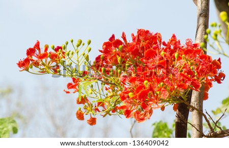 Flame tree Flower (Poinciana) blossom in Thailand.