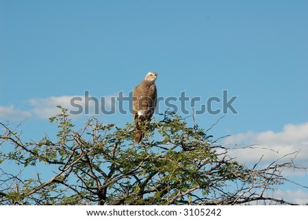 Bird (Hawk) sitting on top of a tree - blue skies in backgound