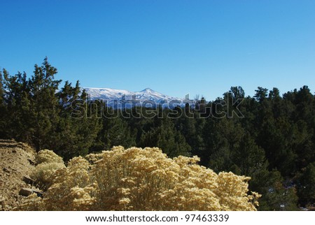 High desert flowers, trees and snowy mountains of Humboldt Toiyabe National Forest, Nevada