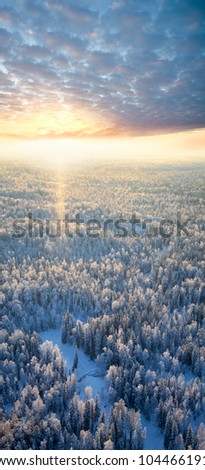 The Aerial view of snow-covered forest in time of sunny winter sunrise. Crowns of coniferous trees and clouds a bright are lighted up by rising sun.