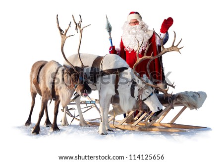 Santa Claus Are Near His Reindeers In Harness On The White Background.