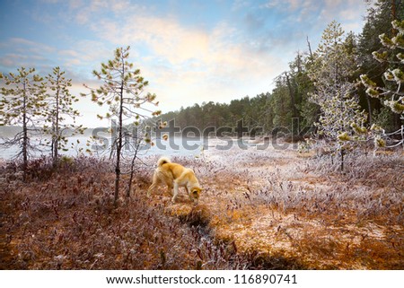 Frosty morning next to the forest lake. Dog looking for a trace on the tussocks of moss on bog.