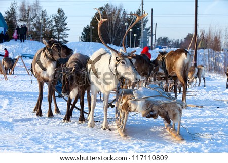 Northern deer are in harness on snow in winter on background countryside.