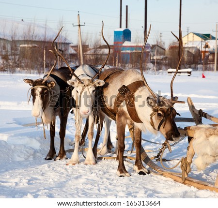 Northern deer are in harness on snow in winter on background countryside.