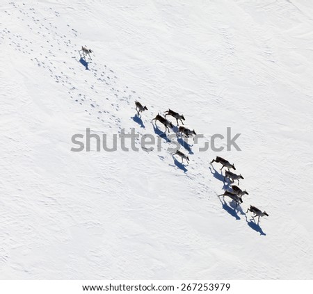 Aerial view of herd of reindeer, which ran on snow in tundra.
