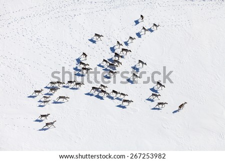 Aerial view of herd of reindeer, which ran on snow in tundra.