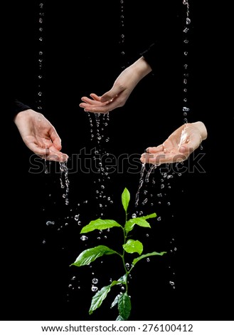 Human hands are united by one goal to transfer each other water for green plant, isolated on the black background.