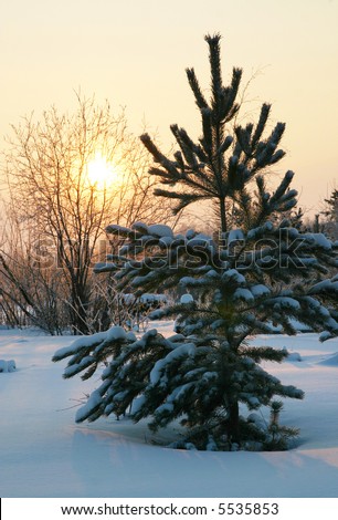 The Winter. The Freezing day. The Snow rests upon the land and tree. The Sun leaves for horizon.