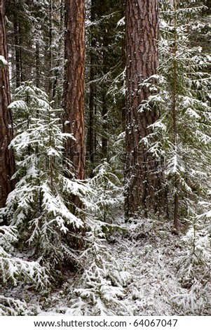Coniferous forest with snow after fresh snow fall.