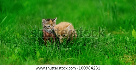 Two little cats in wicker basket on green grass outdoors