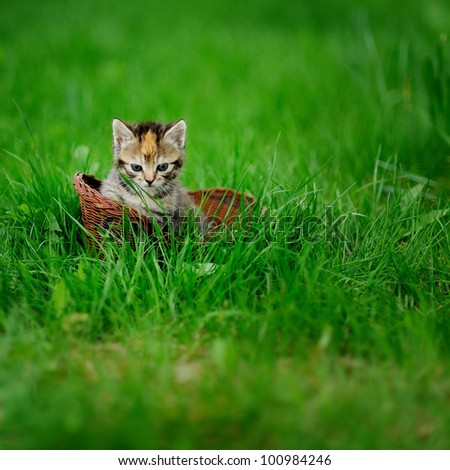 little cat in wicker basket on green grass outdoors