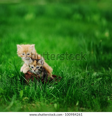 Two little cats in wicker basket on green grass outdoors