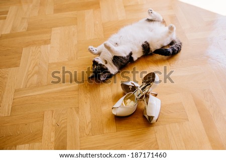 Cat playing shoes