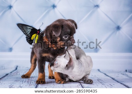 Dog, cat and butterfly