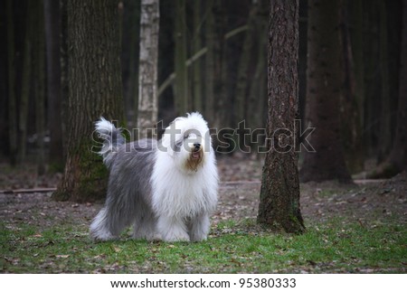 old english sheepdog bobtail