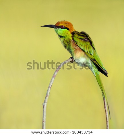 Green Bee - eater/ little green bee-eater