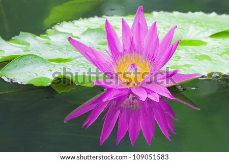 Lotus on Lotus Leaf