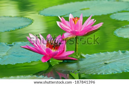 Lotus on Lotus Leaf