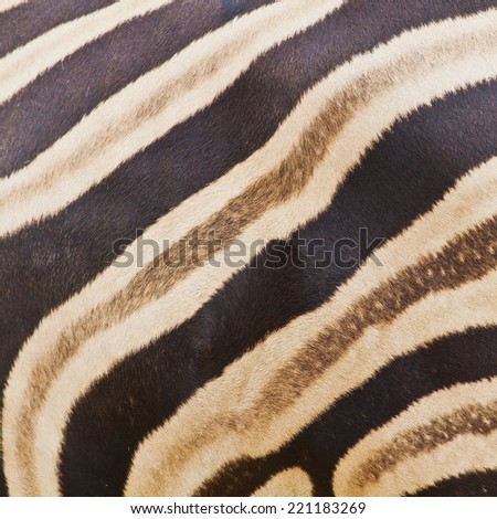 bellyful Zebra (Burchell\'s Zebra) skin