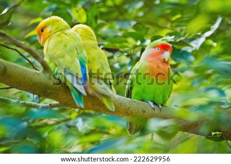Beautiful bird, Love Bird, standing on a branch