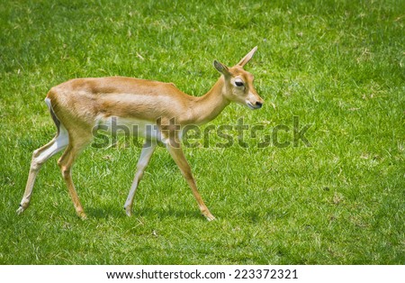 The Thomson\'s gazelle (Eudorcas thomsonii) is one of the best-known gazelles standing on green grass field