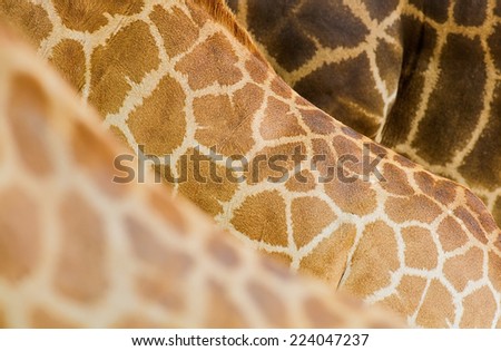 Beautiful background pattern made from Giraffe leather skin