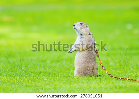 Prairie Dog on green grass