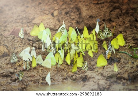 Butterflies feeding on nutrients in soil