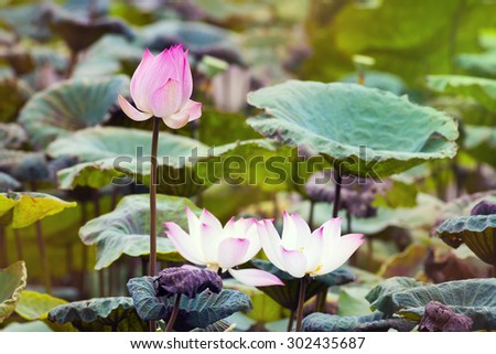 Majestic Lotus flower, Pink lotus, Beautiful lotus