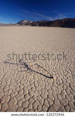 death plant on dry land in a desert at death valley national park