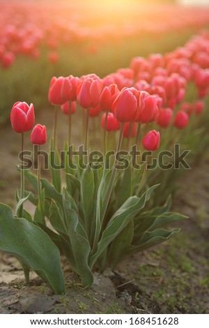 tulip flower field in a farm in washington with warm light in the morning