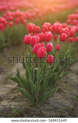 tulip flower field in a farm in washington with warm light in the morning