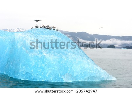 birds with blue iceberg floating in alaska