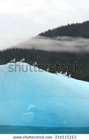 birds with blue iceberg floating in alaska