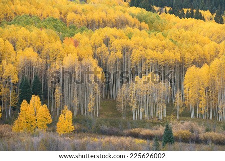 yellow aspen trees from mountains in colorado
